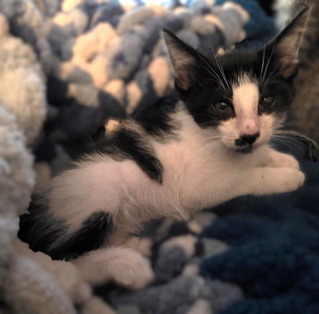 Tuxedo