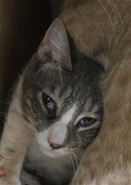 Figaro