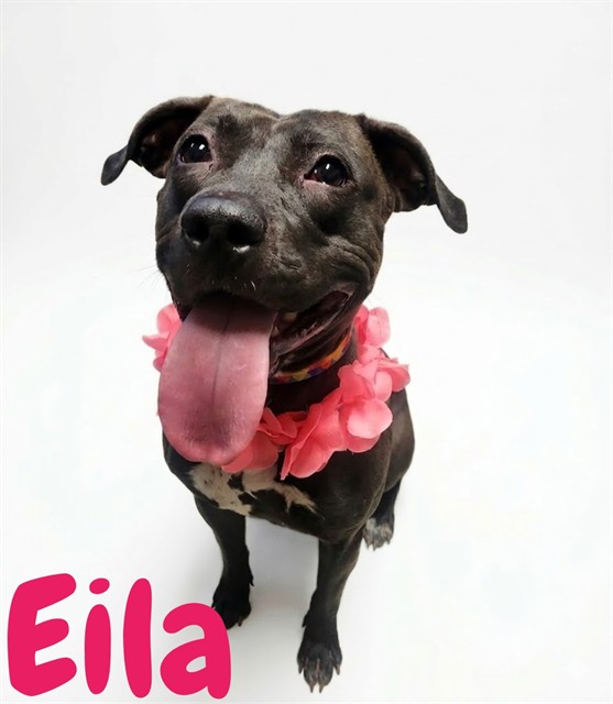 Eila