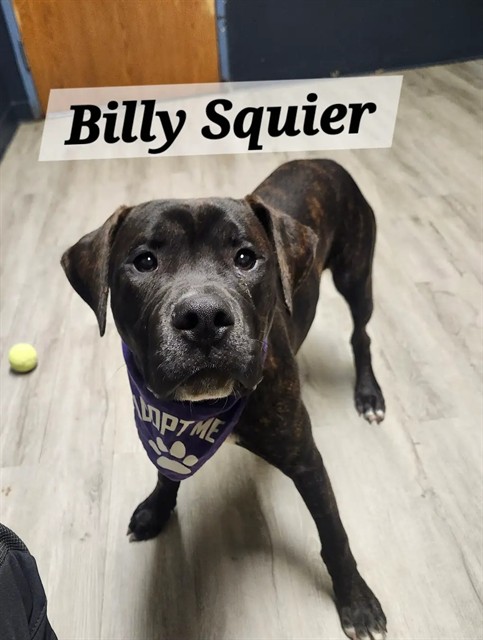 Billy Squier