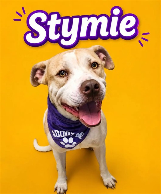 Stymie