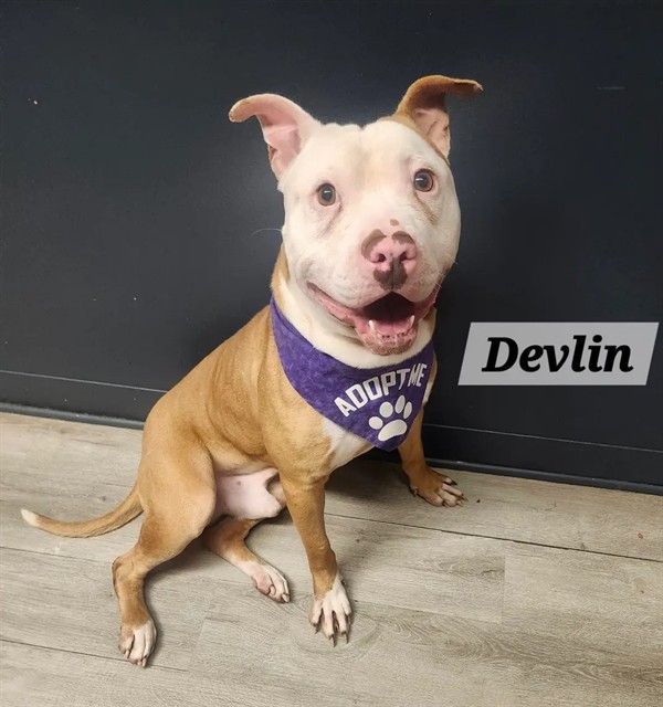 Devlin