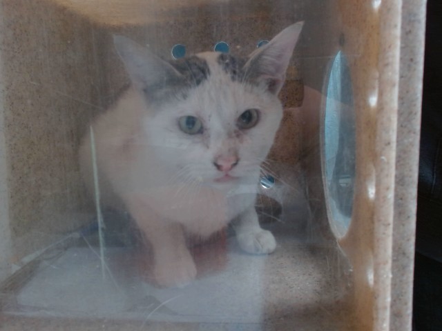 Kyle