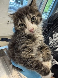 Adoptable Cat