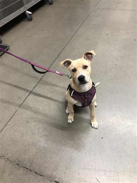 Adoptable Dog