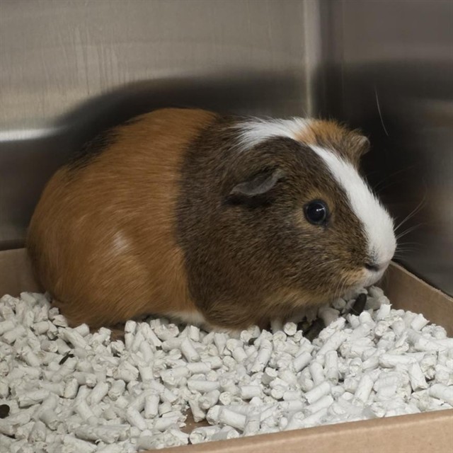 Mr Pig