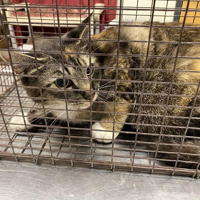 Adoptable Cat
