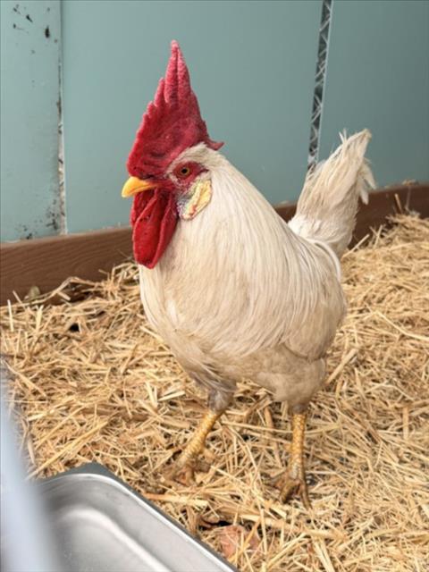 Foghorn Leghorn