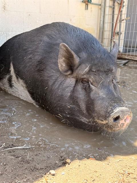 Piggie Smalls