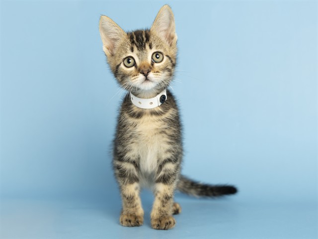 Monu