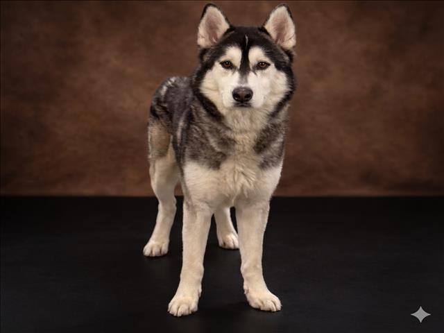 Lobo