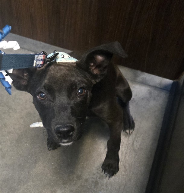 Adoptable Dog