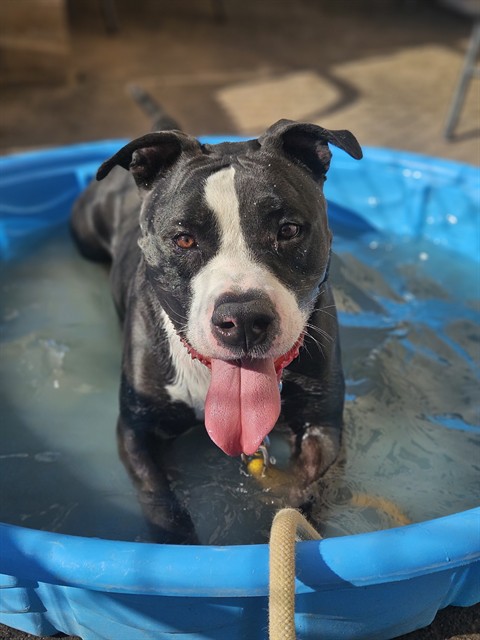 Odin