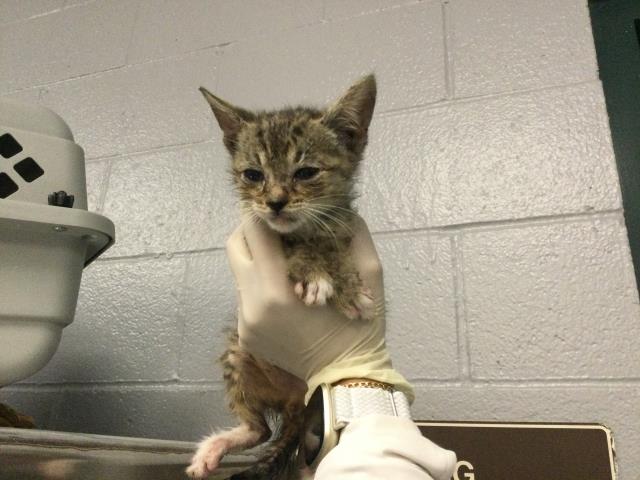 Adoptable Cat
