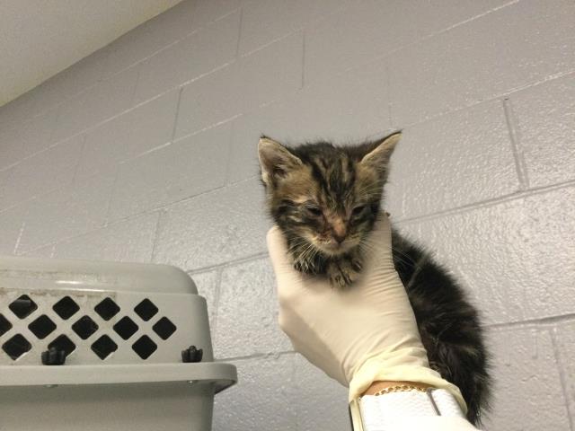Adoptable Cat