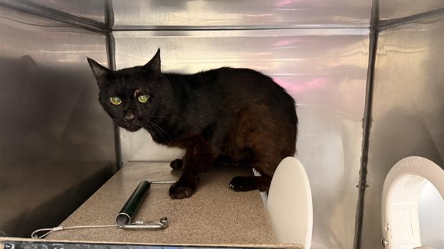 Adoptable Cat