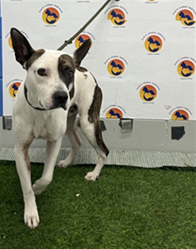 Bowie