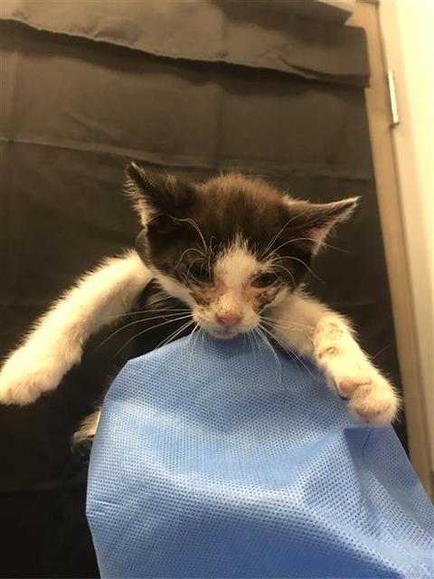 Adoptable Cat
