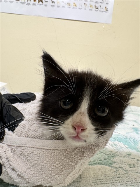 Peppercorn