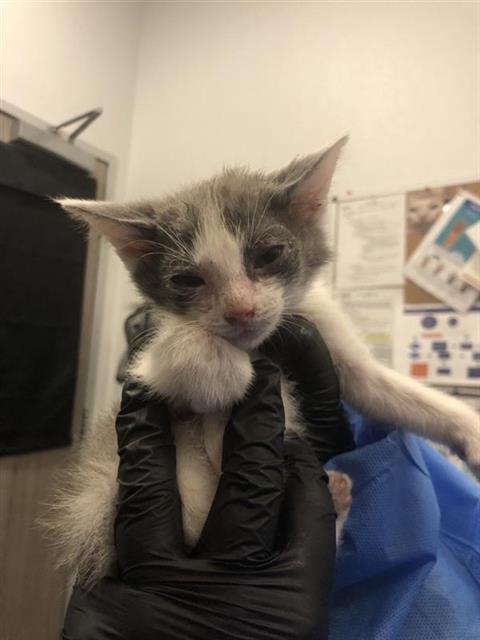 Adoptable Cat
