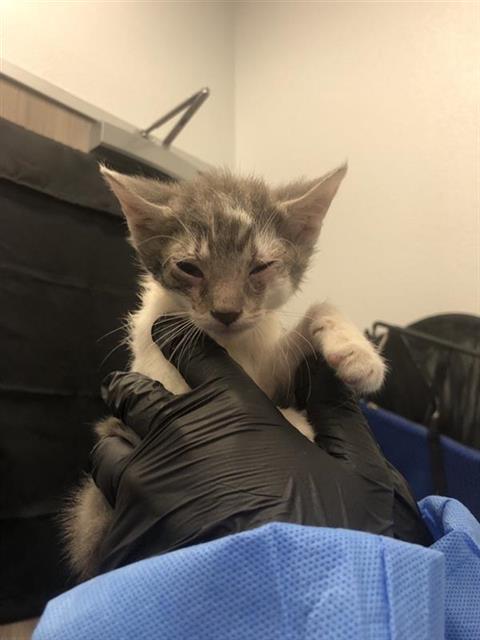 Adoptable Cat