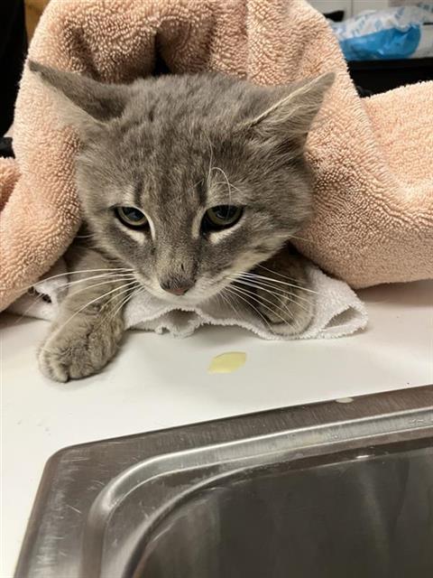 Adoptable Cat