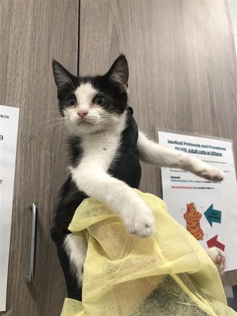 Adoptable Cat