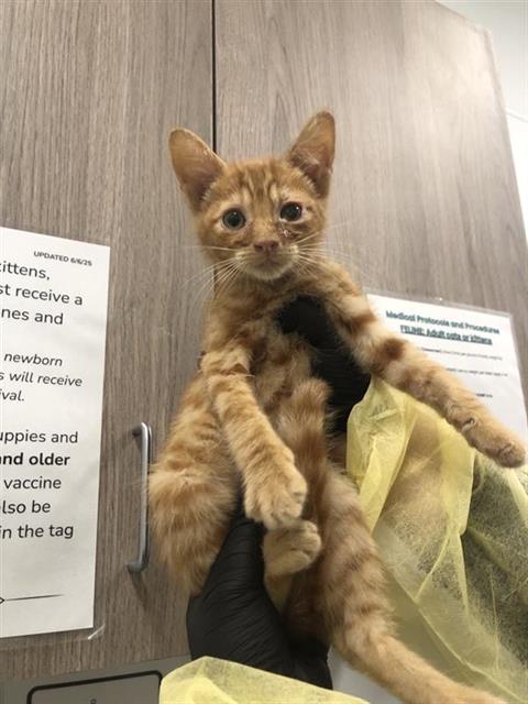 Adoptable Cat