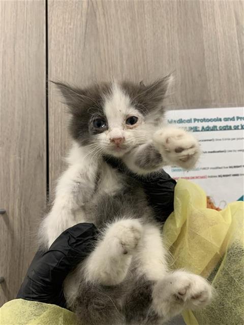 Adoptable Cat