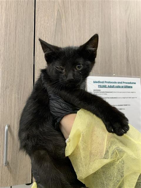 Adoptable Cat