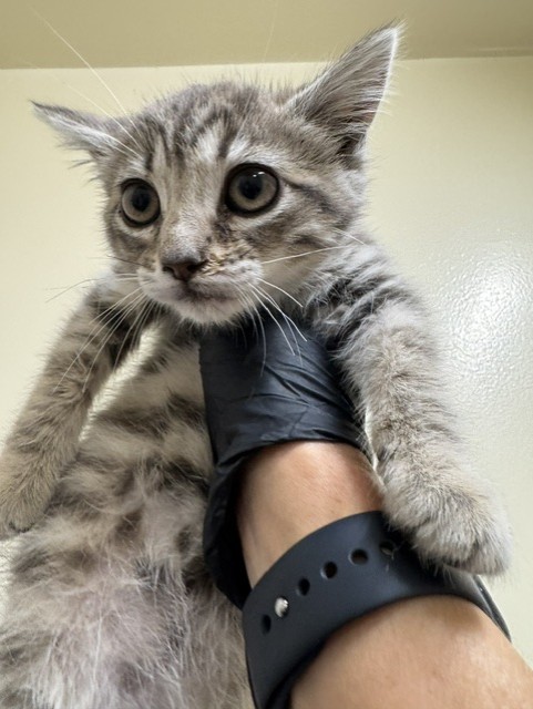 Marlowe