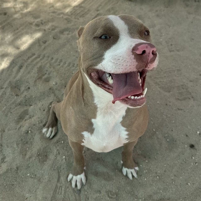Lulu