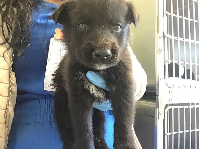 Barkley