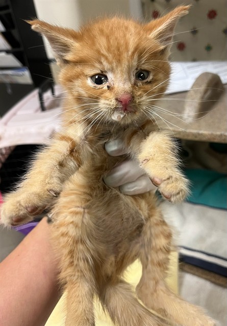 Garfield