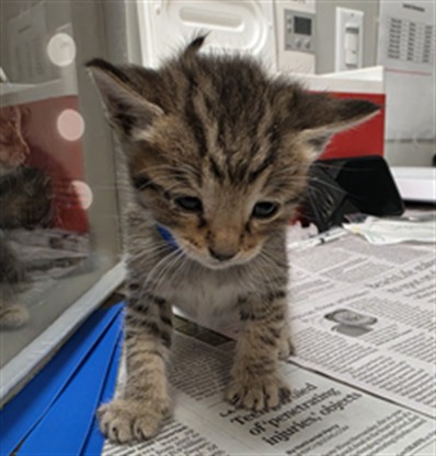 Adoptable Cat