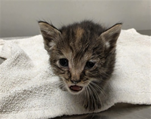 Adoptable Cat
