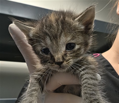 Adoptable Cat