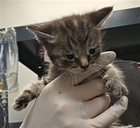 Adoptable Cat