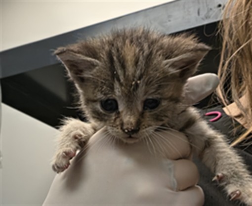 Adoptable Cat