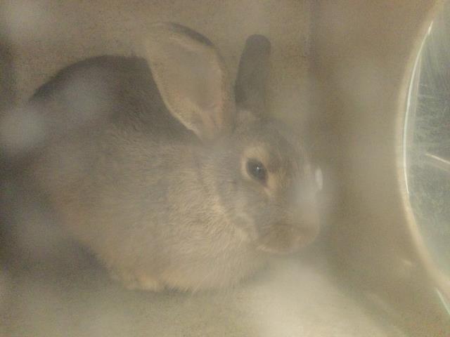 Adoptable Other