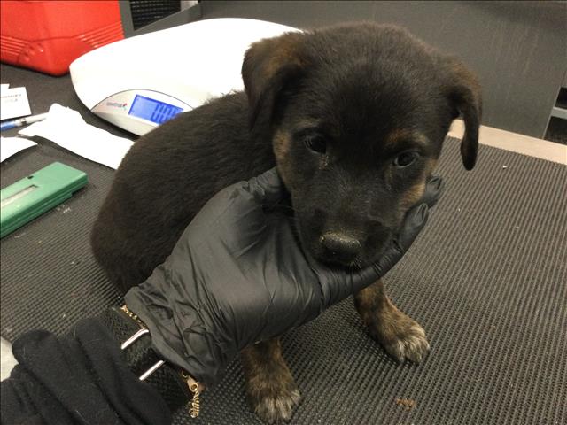 Adoptable Dog