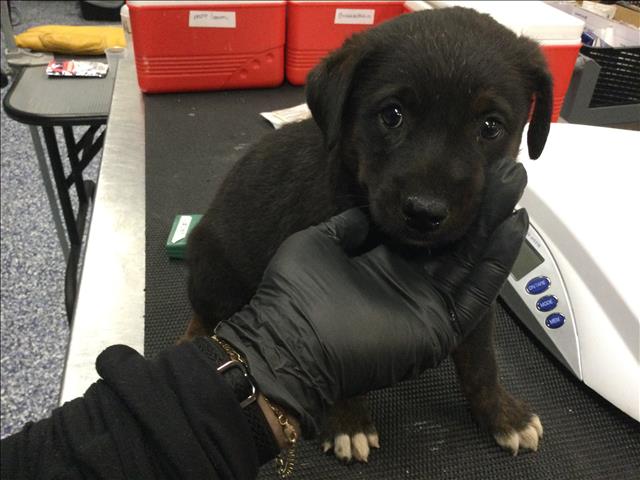Adoptable Dog