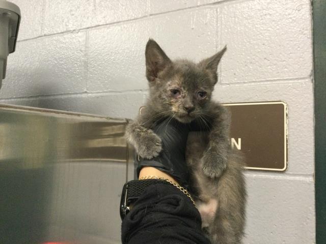 Adoptable Cat