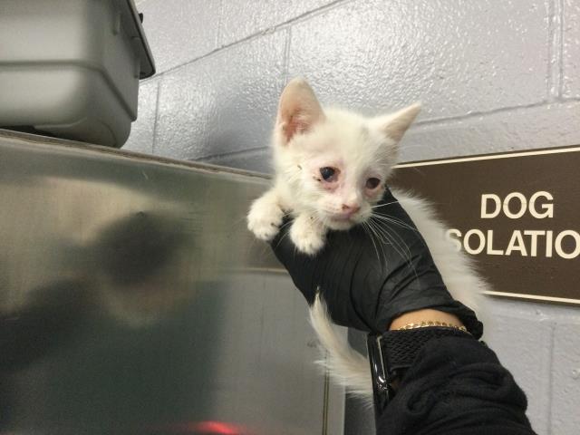 Adoptable Cat