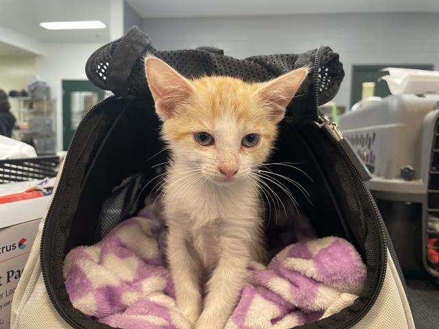 Adoptable Cat
