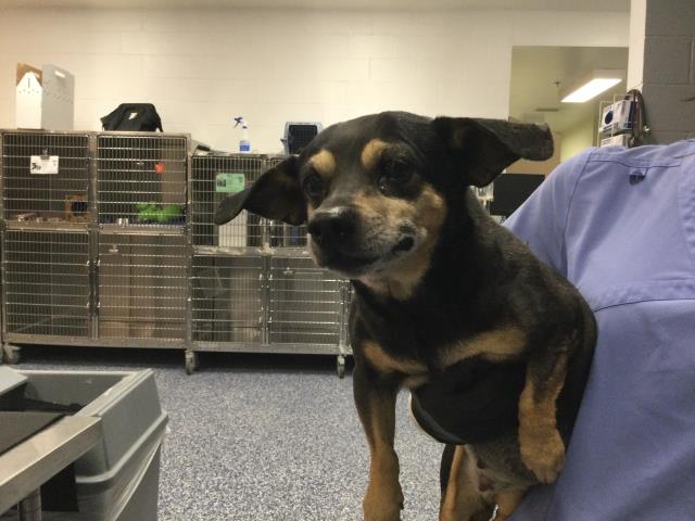 Adoptable Dog