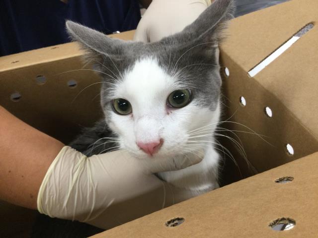 Adoptable Cat