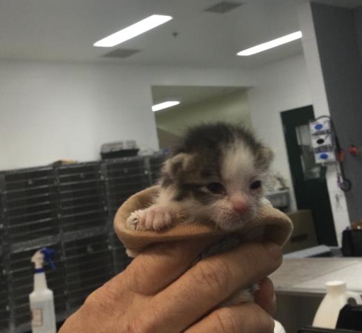 Adoptable Cat