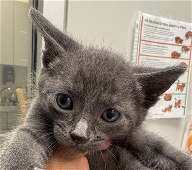 Adoptable Cat