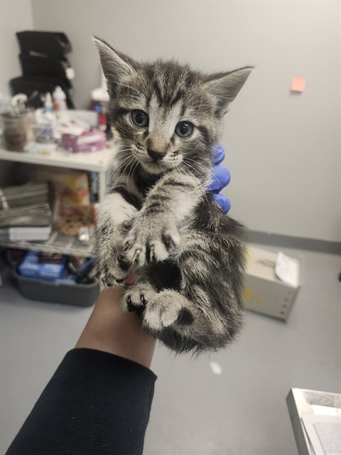 Adoptable Cat